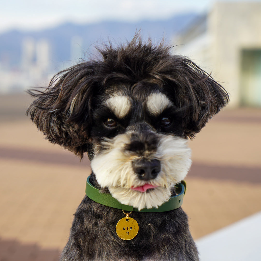 本革と真鍮の首輪 The Dog Collar – dog label Kobe